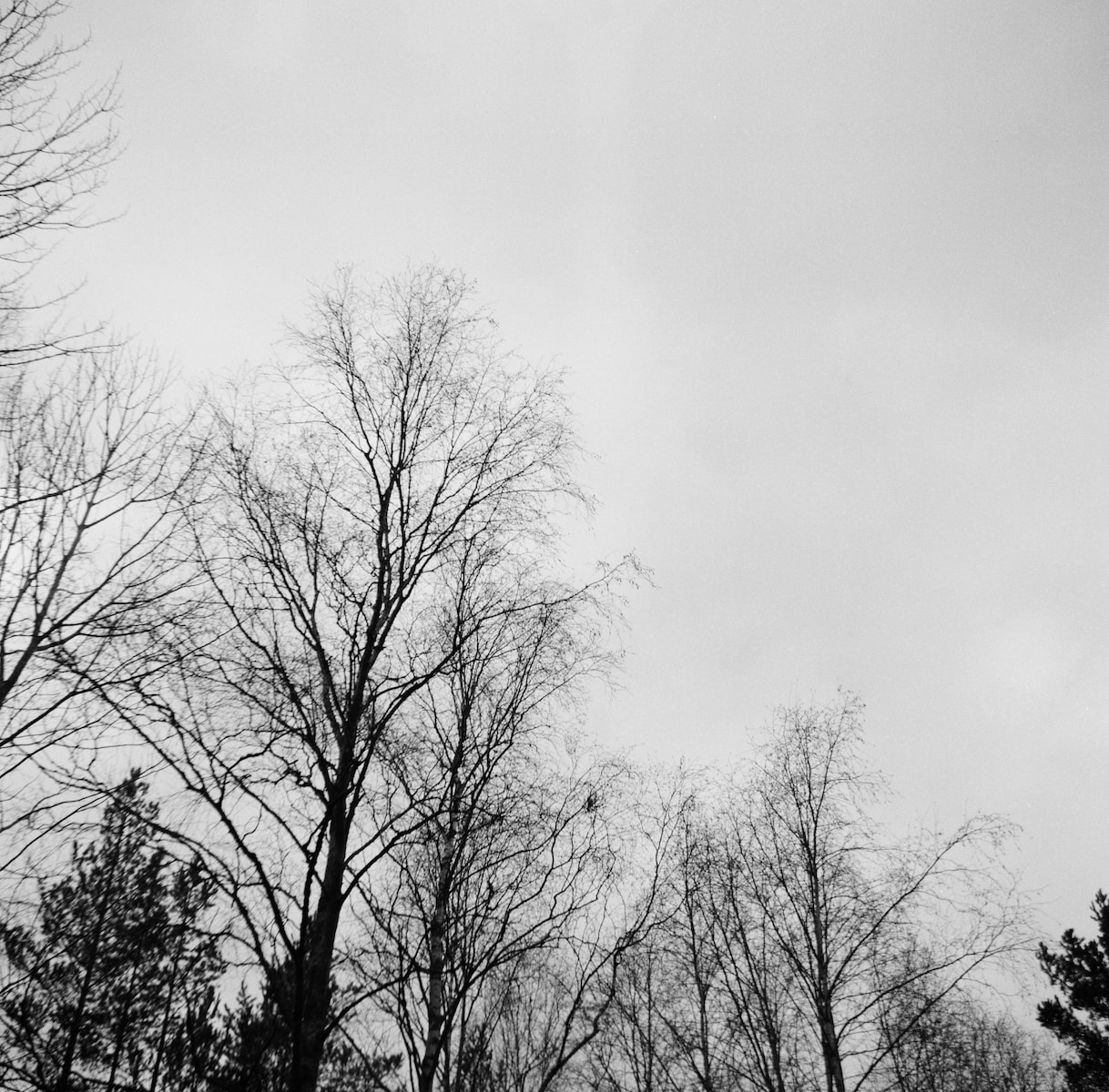 grayscale photo of leafless trees